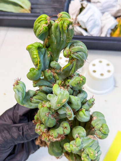 Rare Crested Cactus (y) | Rare House Plant
