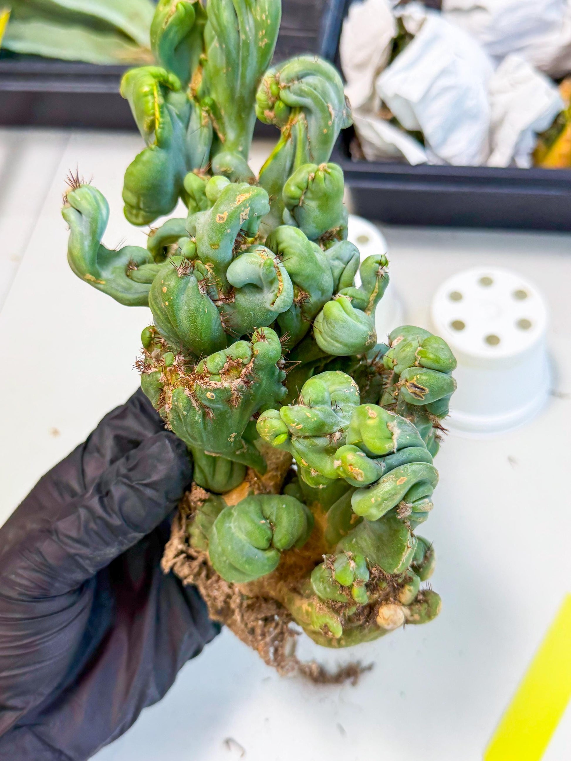 Rare Crested Cactus (y) | Rare House Plant