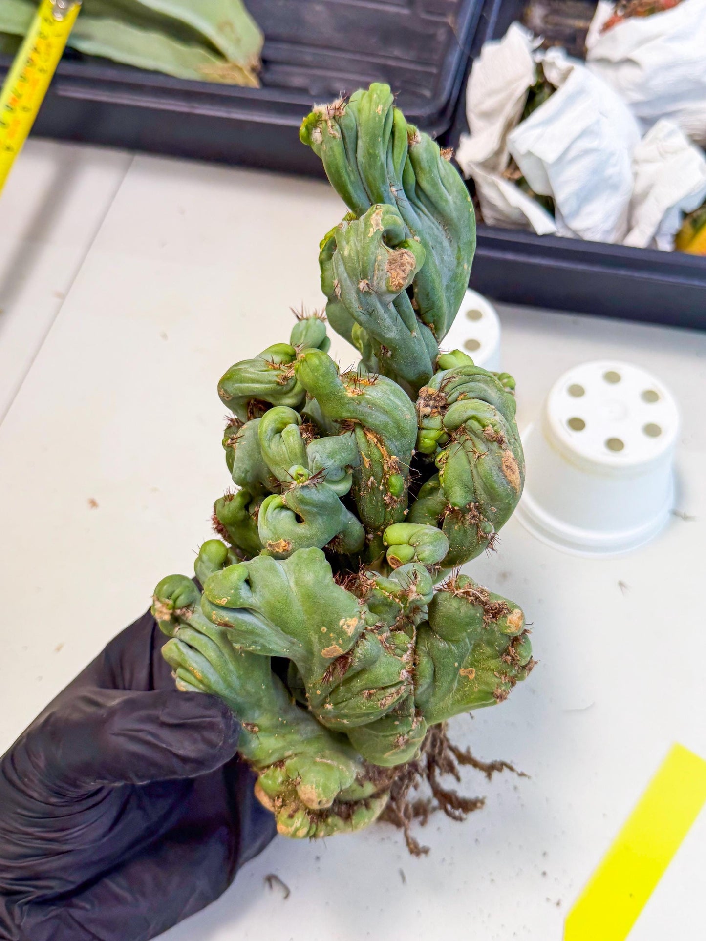 Rare Crested Cactus (y) | Rare House Plant