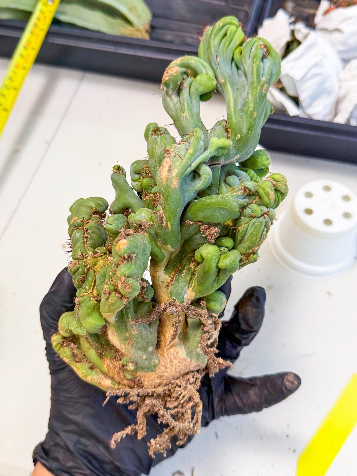 Rare Crested Cactus (y) | Rare House Plant