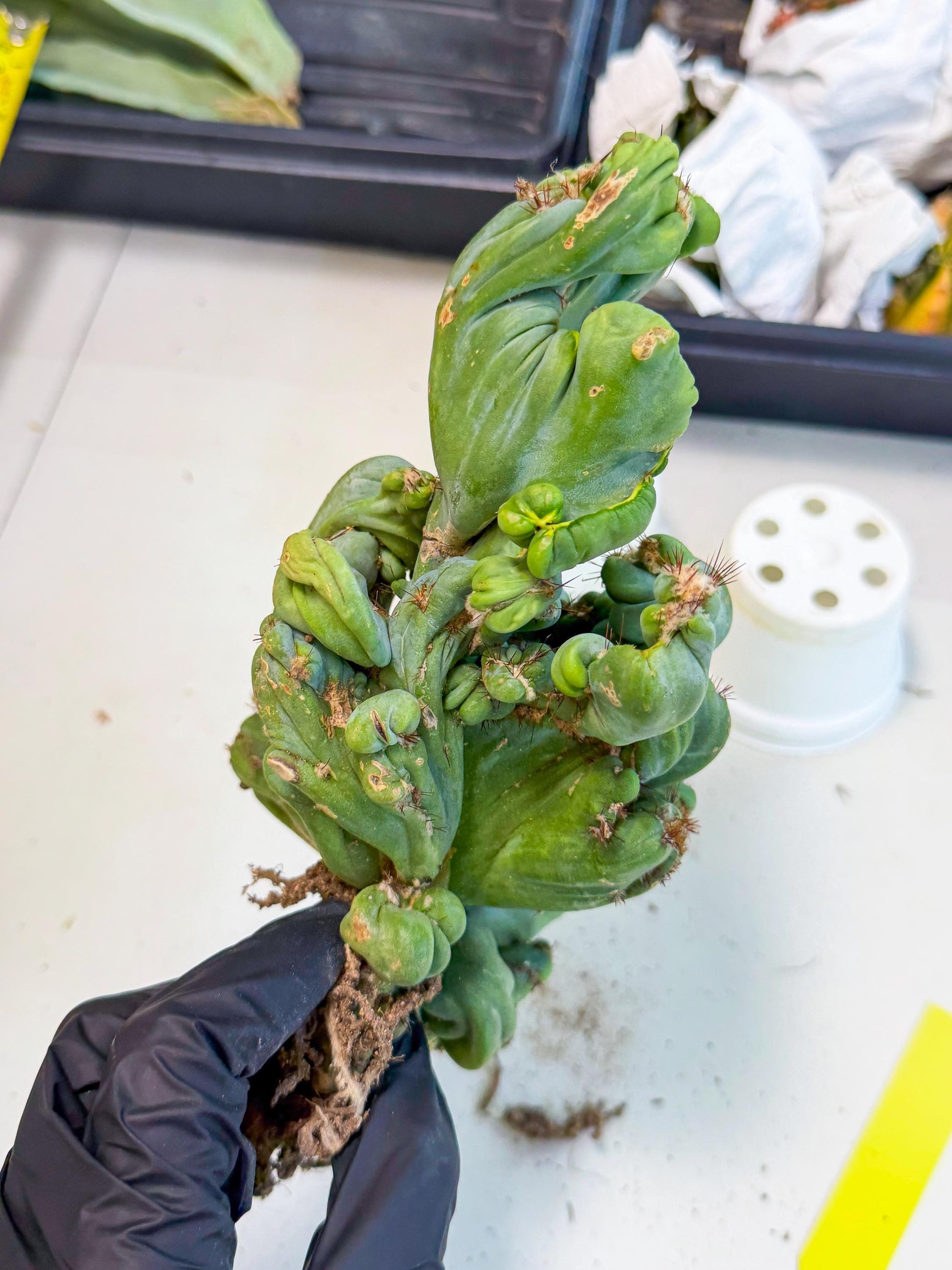 Rare Crested Cactus (y) | Rare House Plant
