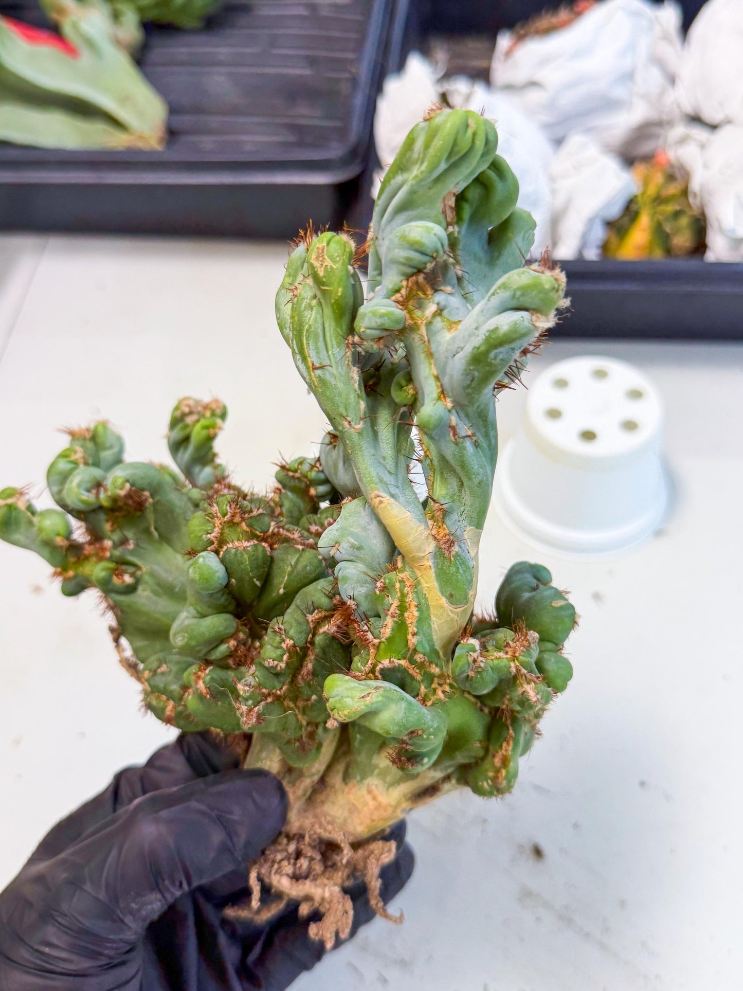 Rare Crested Cactus (r) | Rare House Plant