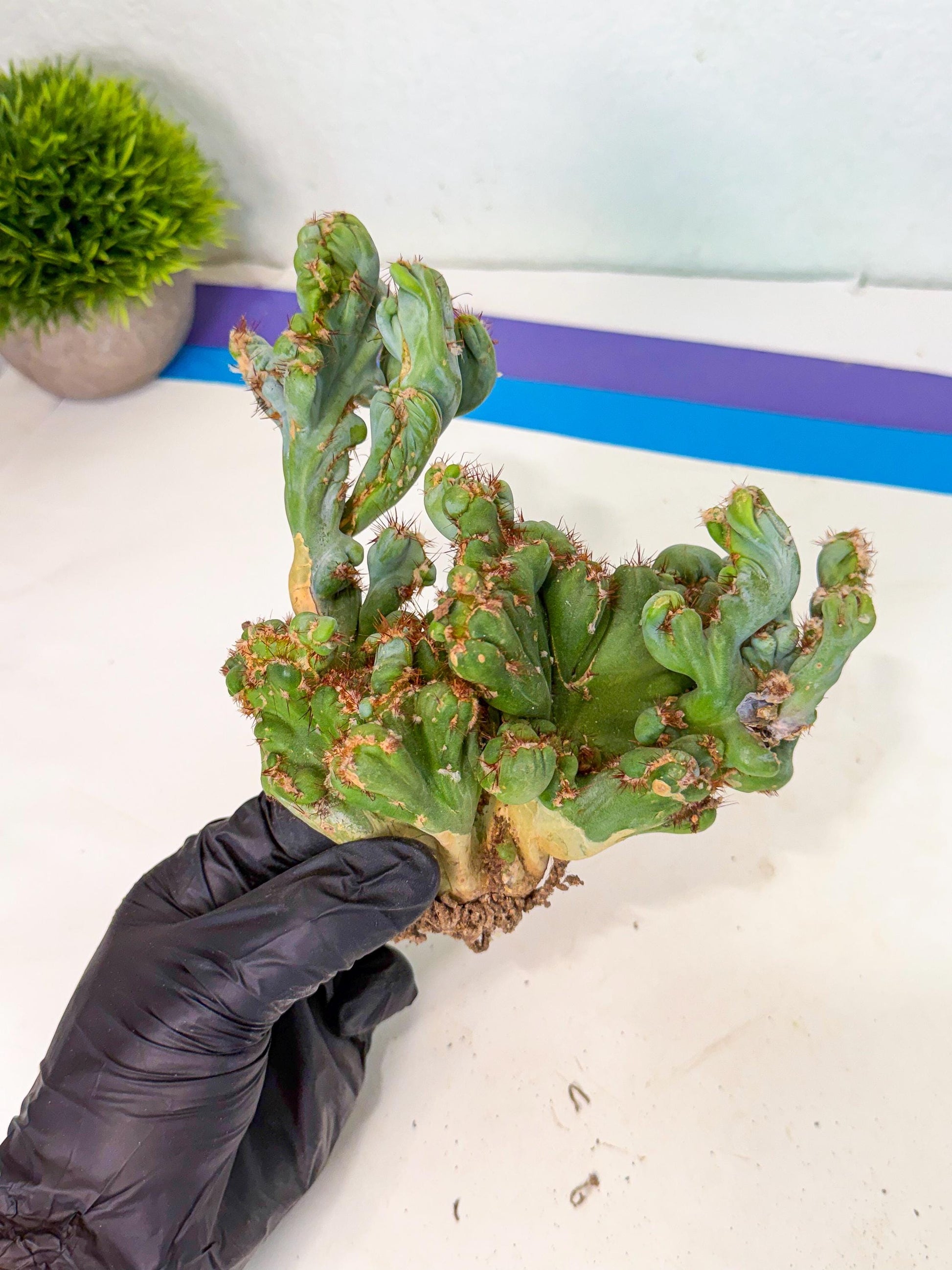 Rare Crested Cactus (r) | Rare House Plant