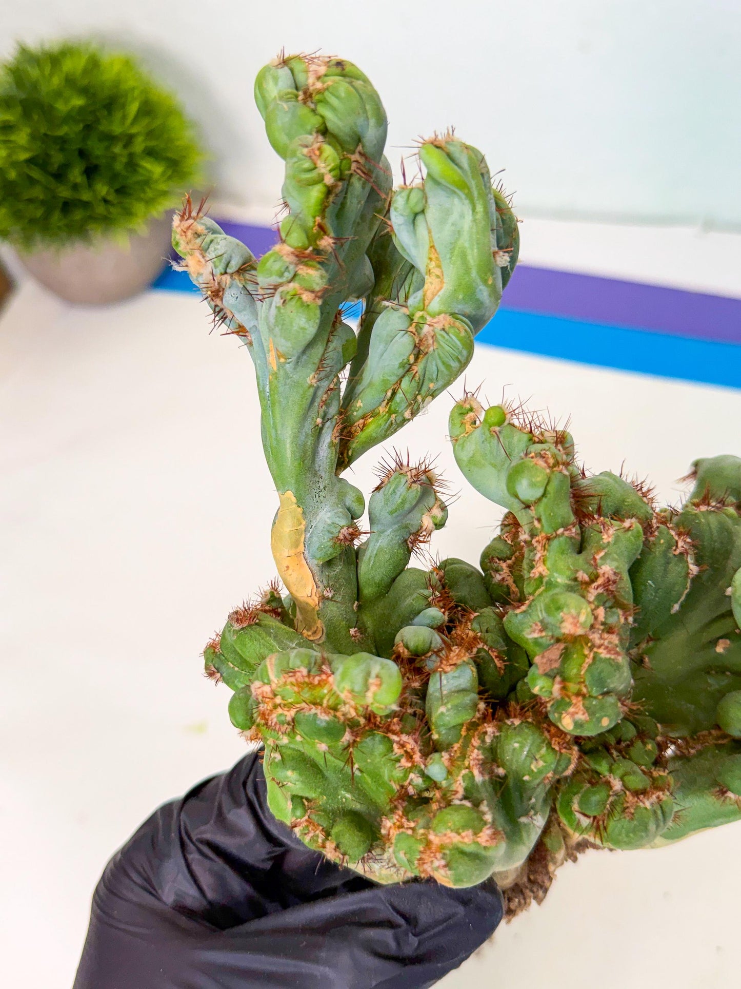 Rare Crested Cactus (r) | Rare House Plant