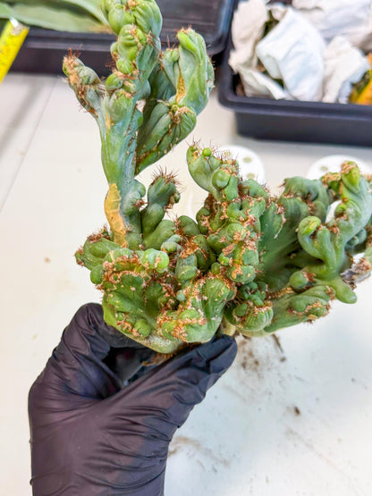 Rare Crested Cactus (r) | Rare House Plant
