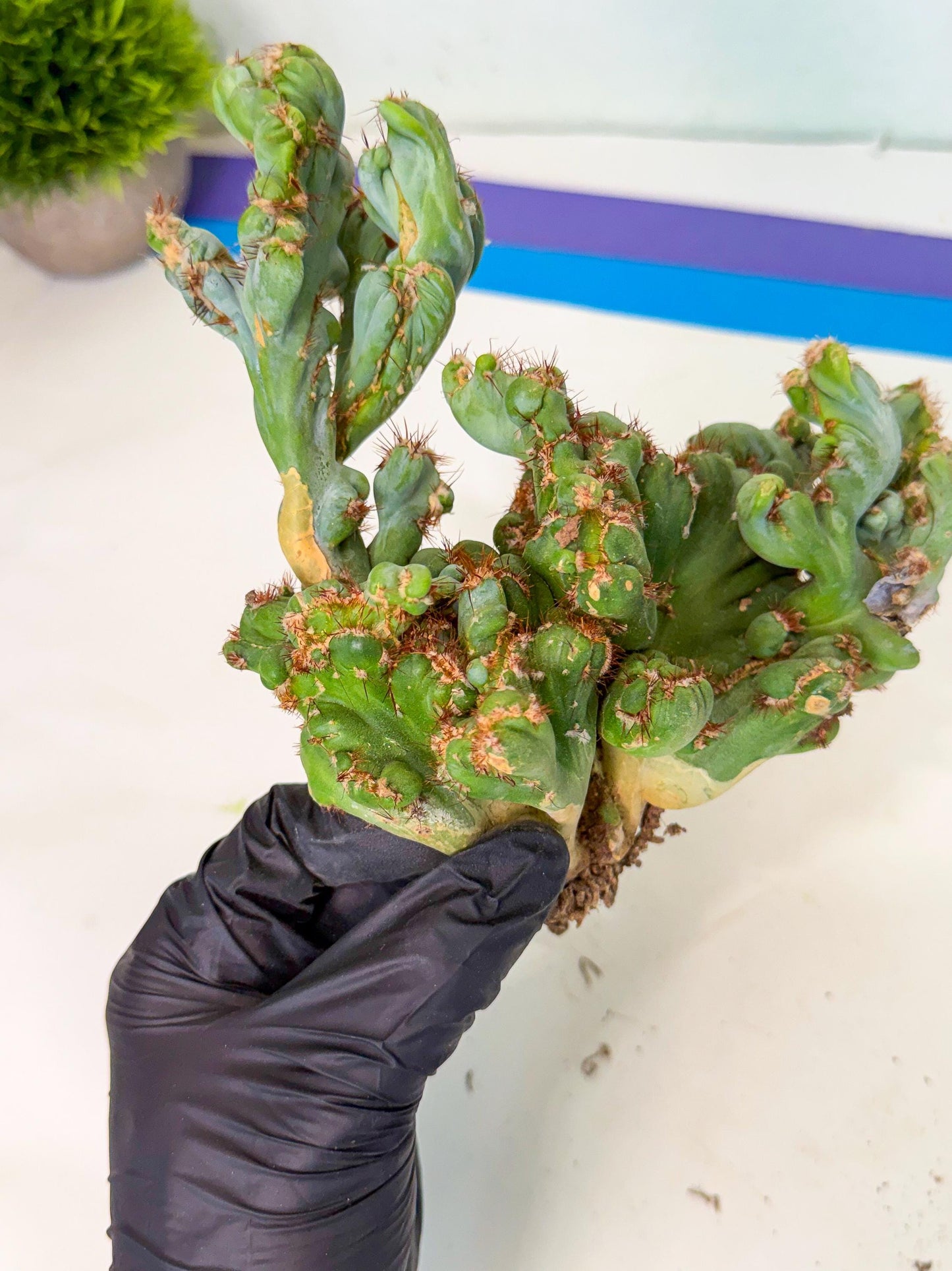Rare Crested Cactus (r) | Rare House Plant