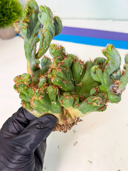 Rare Crested Cactus (r) | Rare House Plant