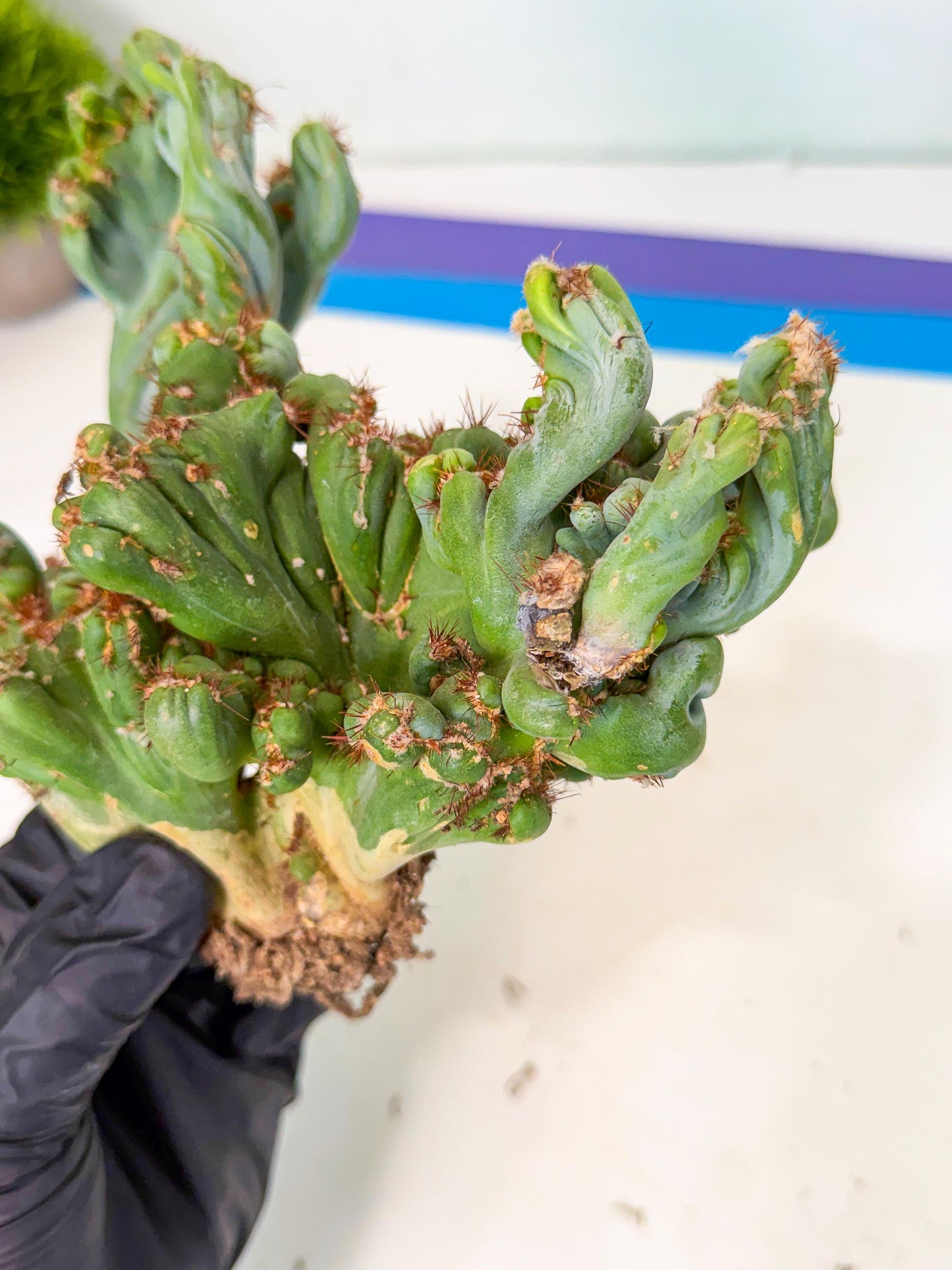 Rare Crested Cactus (r) | Rare House Plant