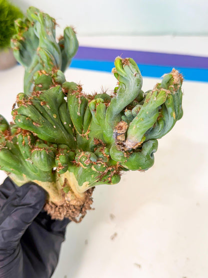 Rare Crested Cactus (r) | Rare House Plant