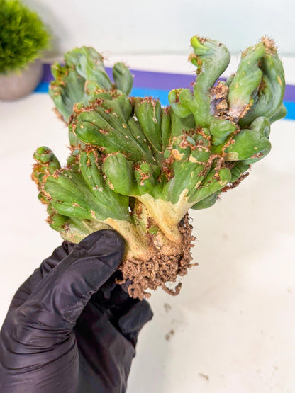 Rare Crested Cactus (r) | Rare House Plant