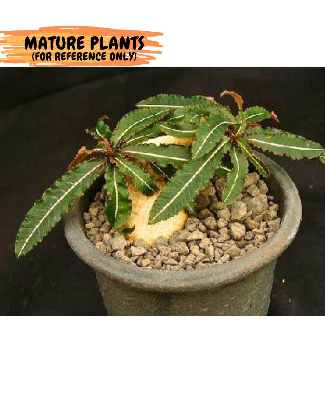 Rare Labatii Plant (7) | Rare House Plant