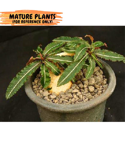 Rare Labatii Plant (7) | Rare House Plant