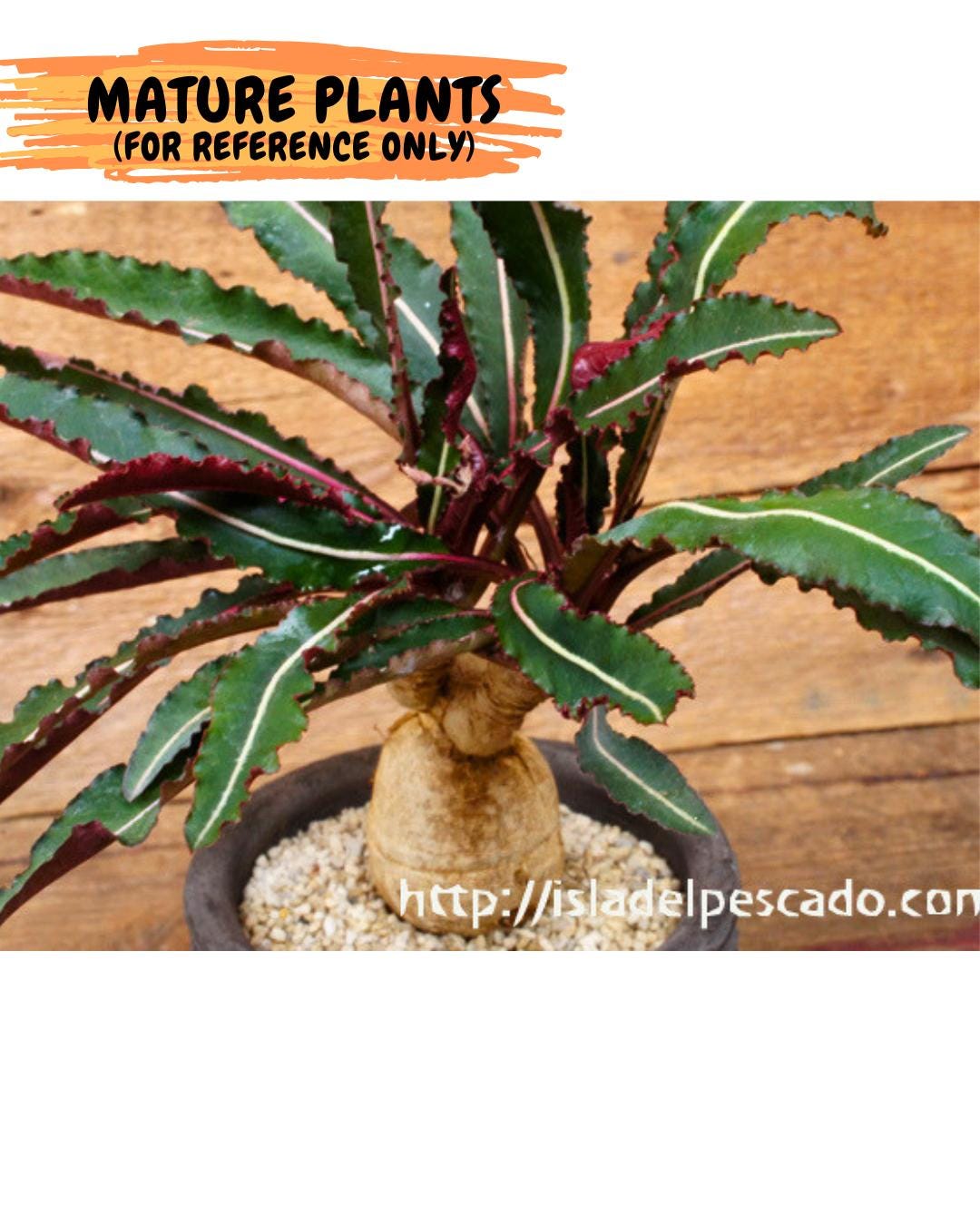 Rare Labatii Plant (7) | Rare House Plant