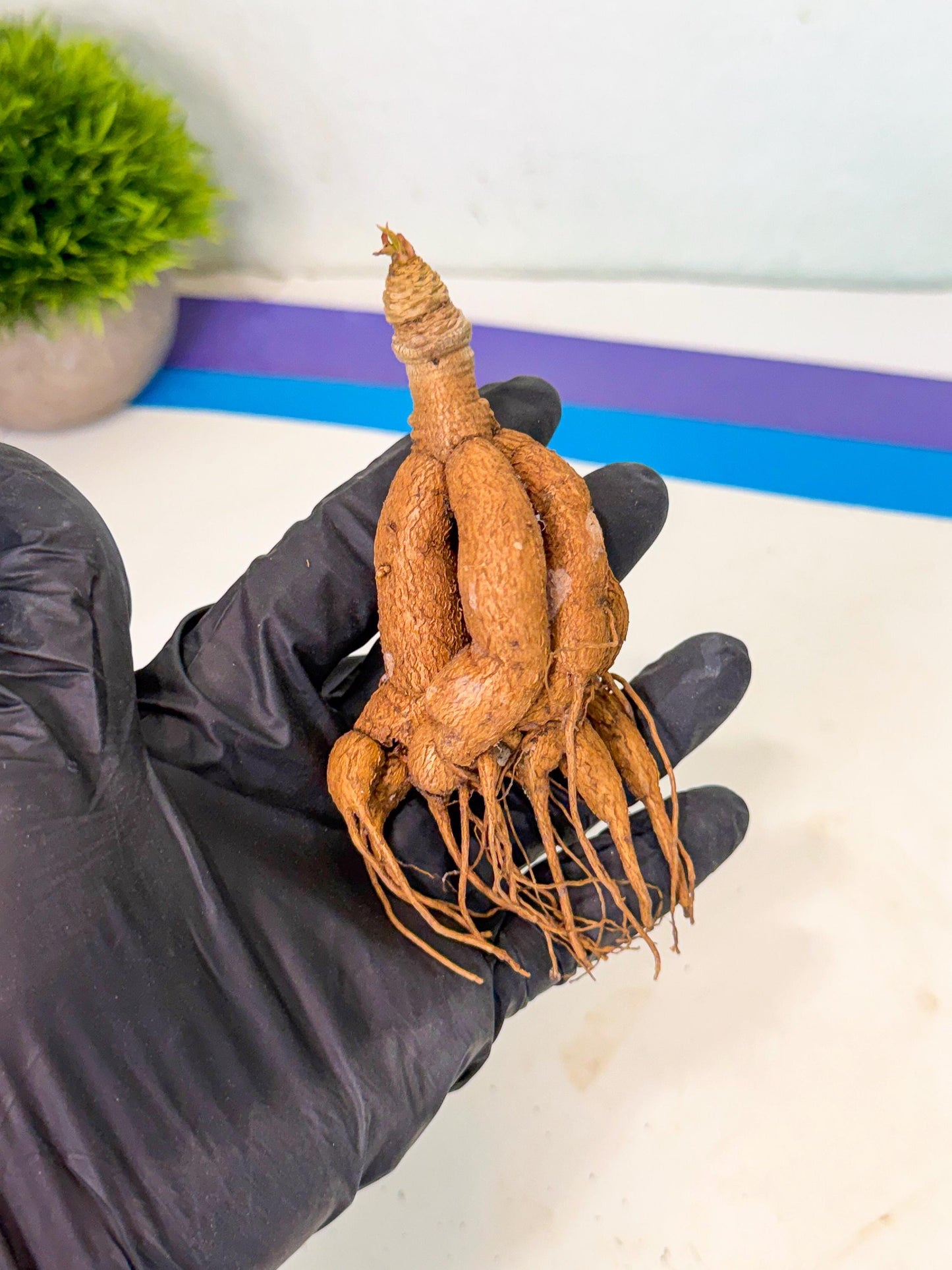 Rare Labatii Plant (6) | Rare House Plant