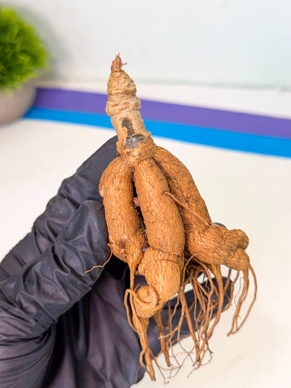 Rare Labatii Plant (6) | Rare House Plant