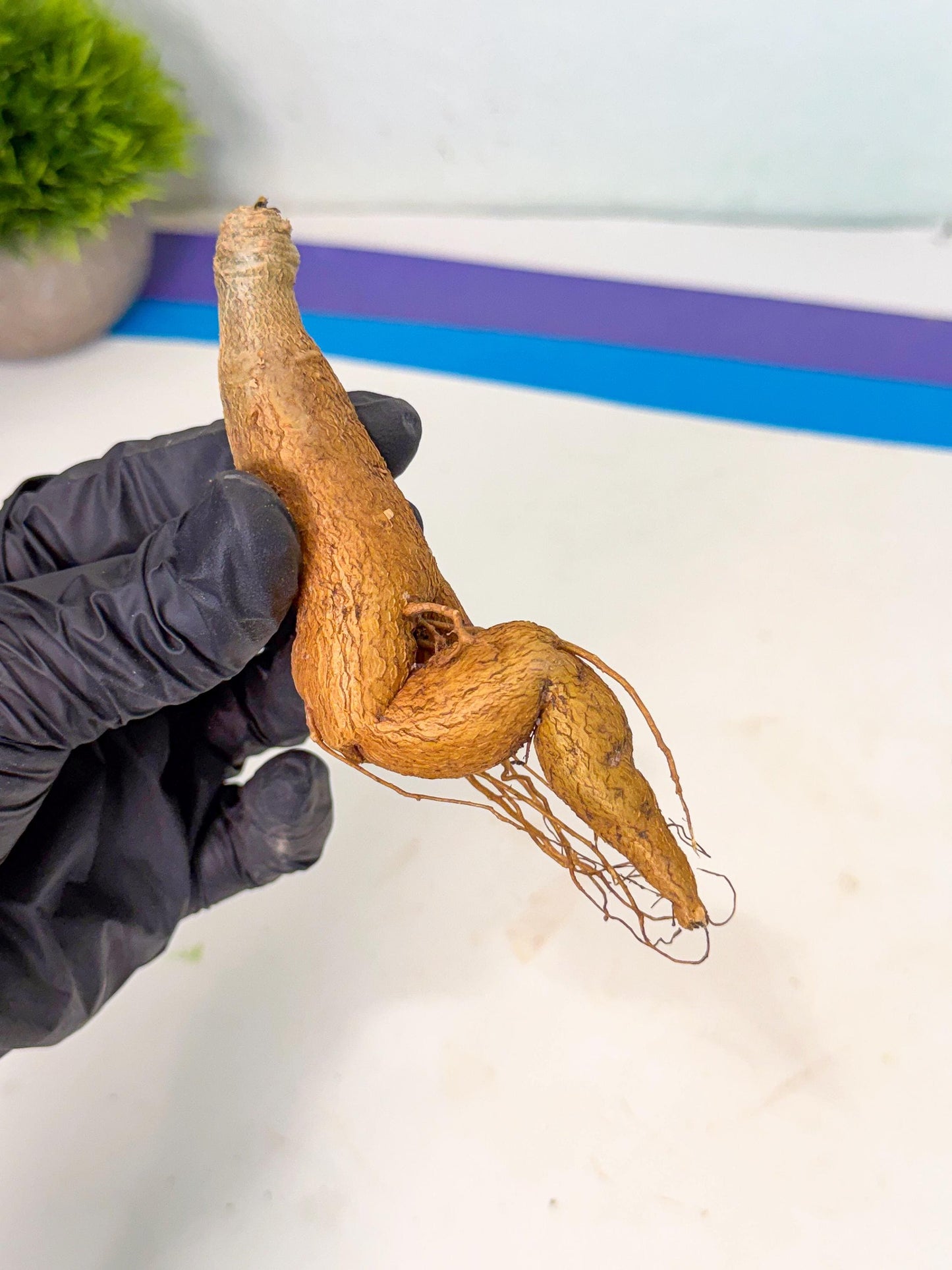 Rare Labatii Plant (7) | Rare House Plant