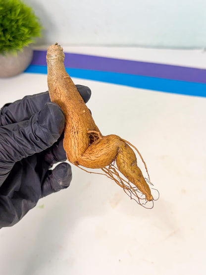 Rare Labatii Plant (7) | Rare House Plant