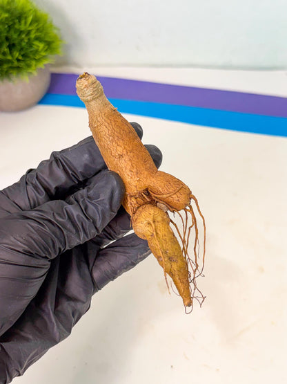 Rare Labatii Plant (7) | Rare House Plant