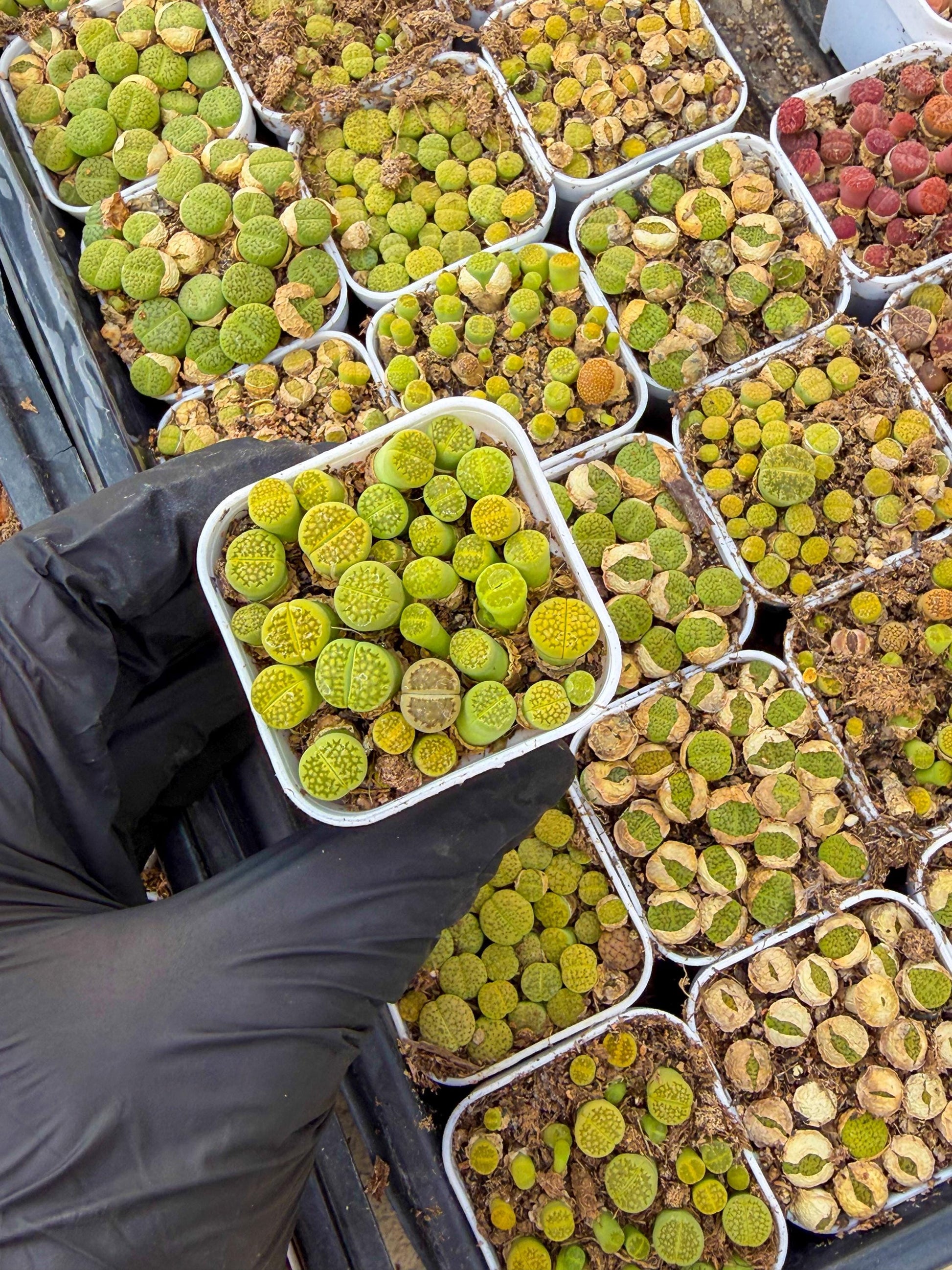 GReen Lithops | In 2inch Pots