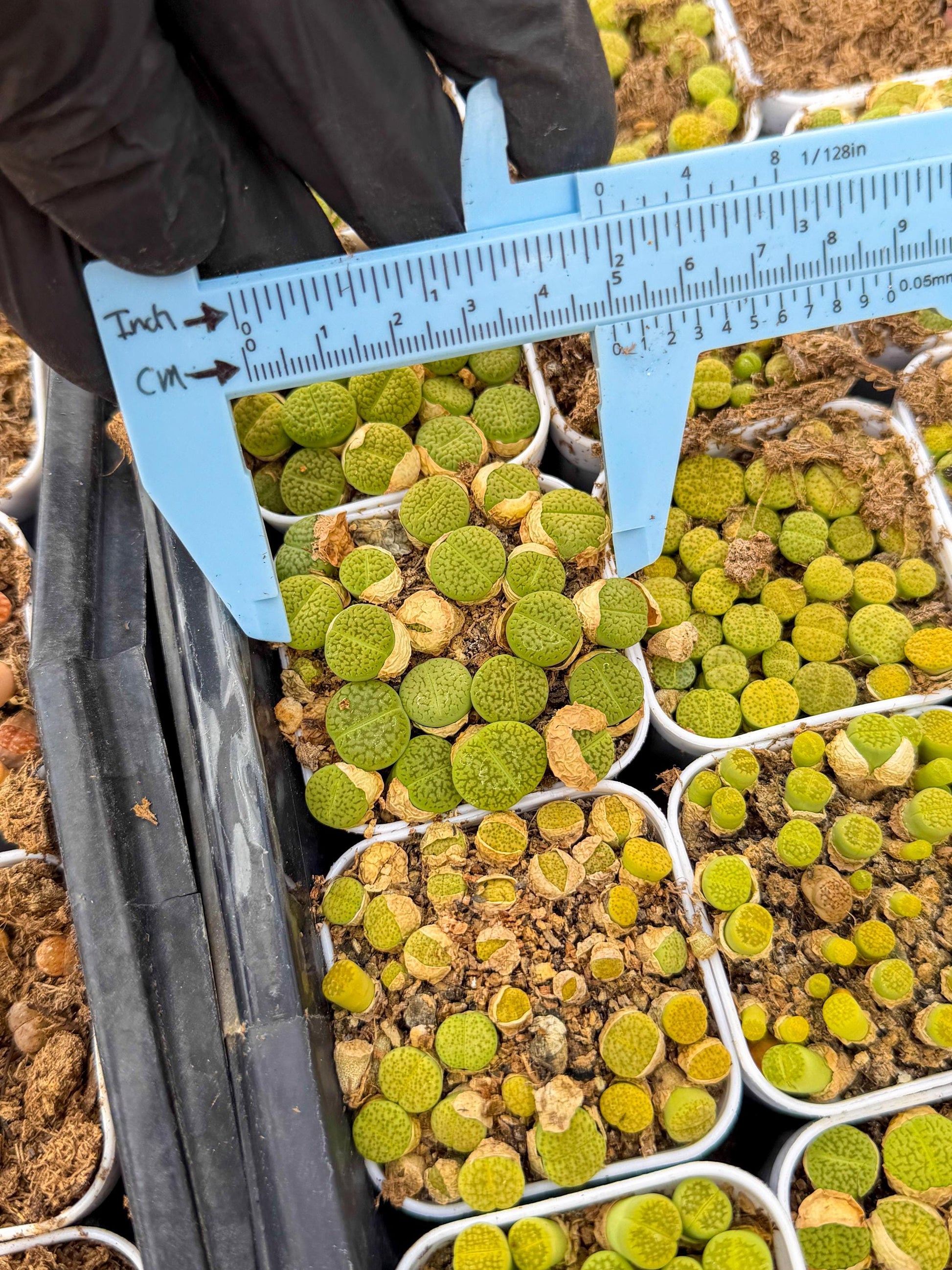 GReen Lithops | In 2inch Pots