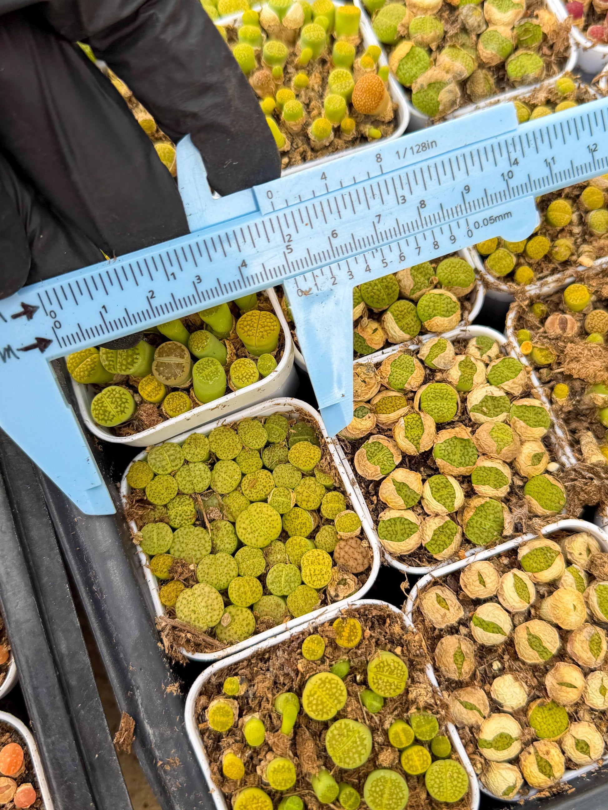 GReen Lithops | In 2inch Pots