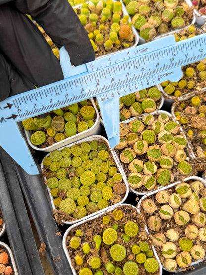 GReen Lithops | In 2inch Pots