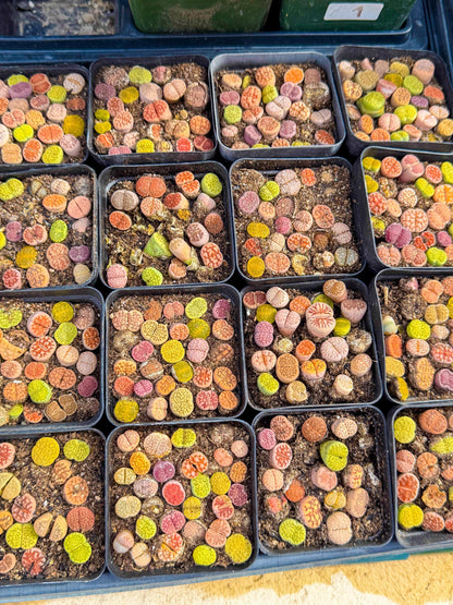 Mix Color Lithops | 1 Pot