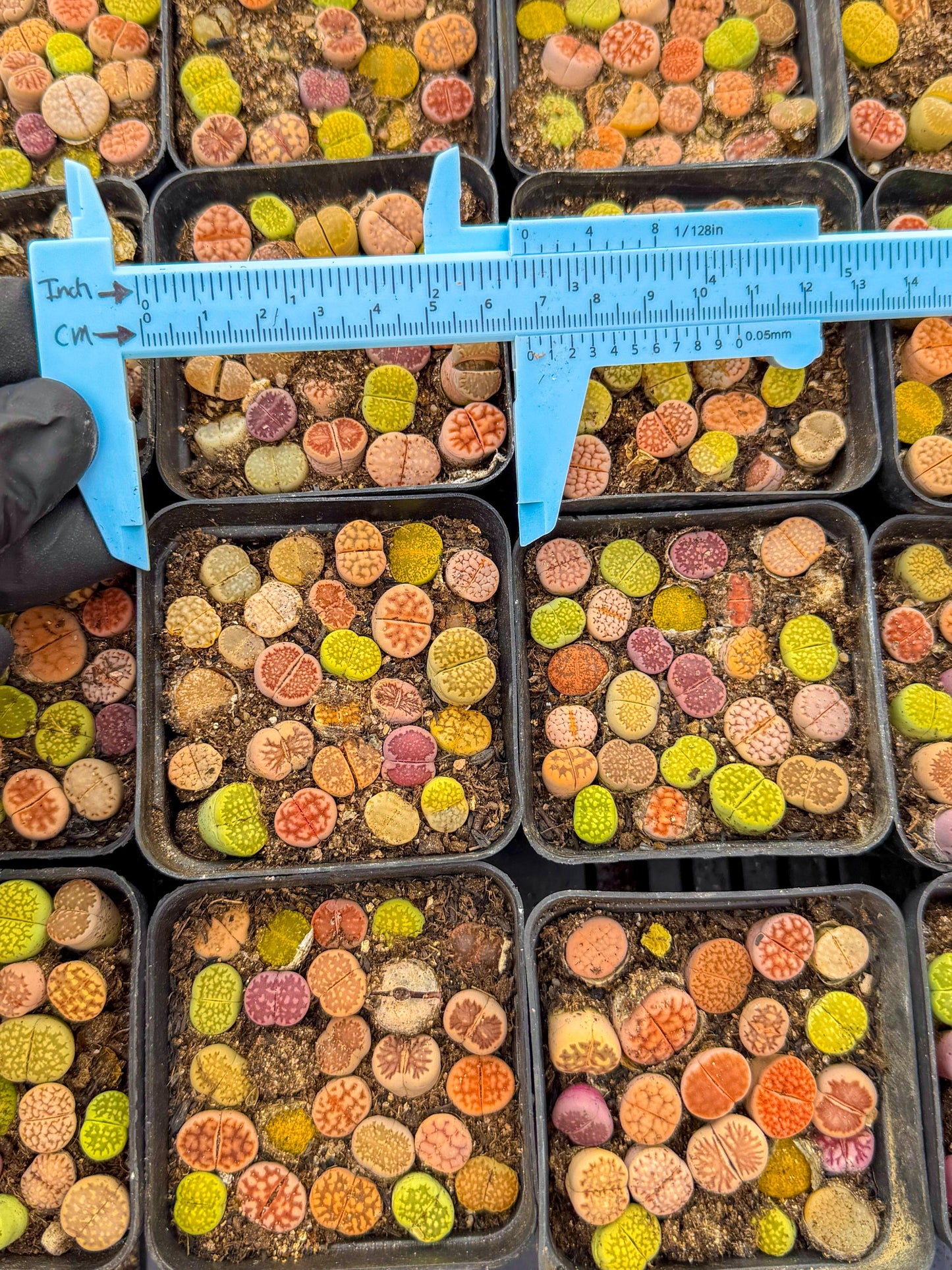 Mix Color Lithops | 1 Pot