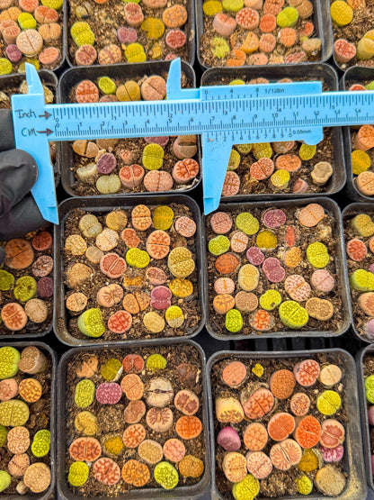Mix Color Lithops | 1 Pot