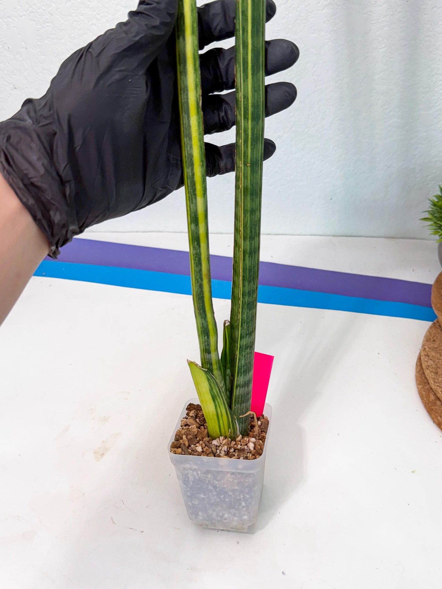 Sansevieria Trifasciata Parva Stick Var (p) | sale