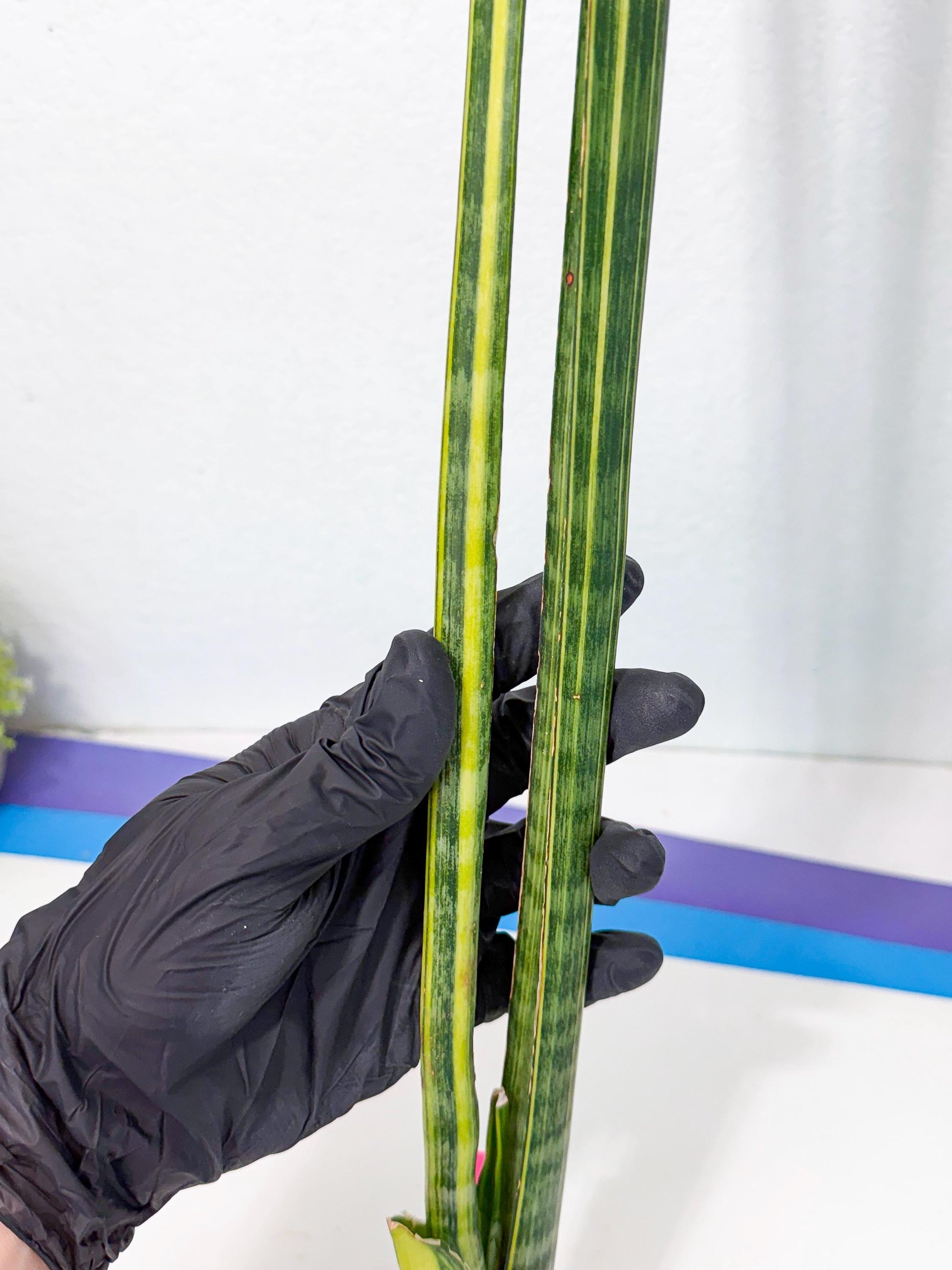 Sansevieria Trifasciata Parva Stick Var (p) | sale