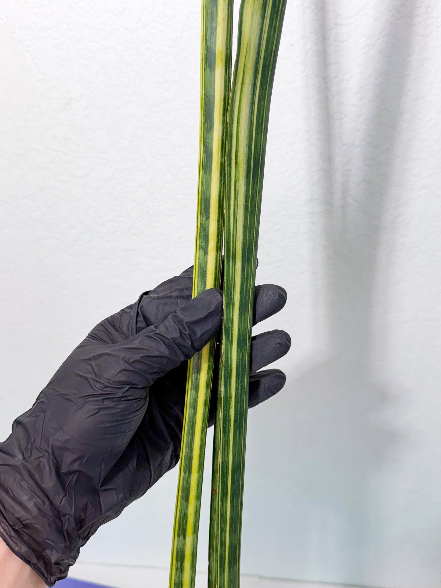 Sansevieria Trifasciata Parva Stick Var (p) | sale