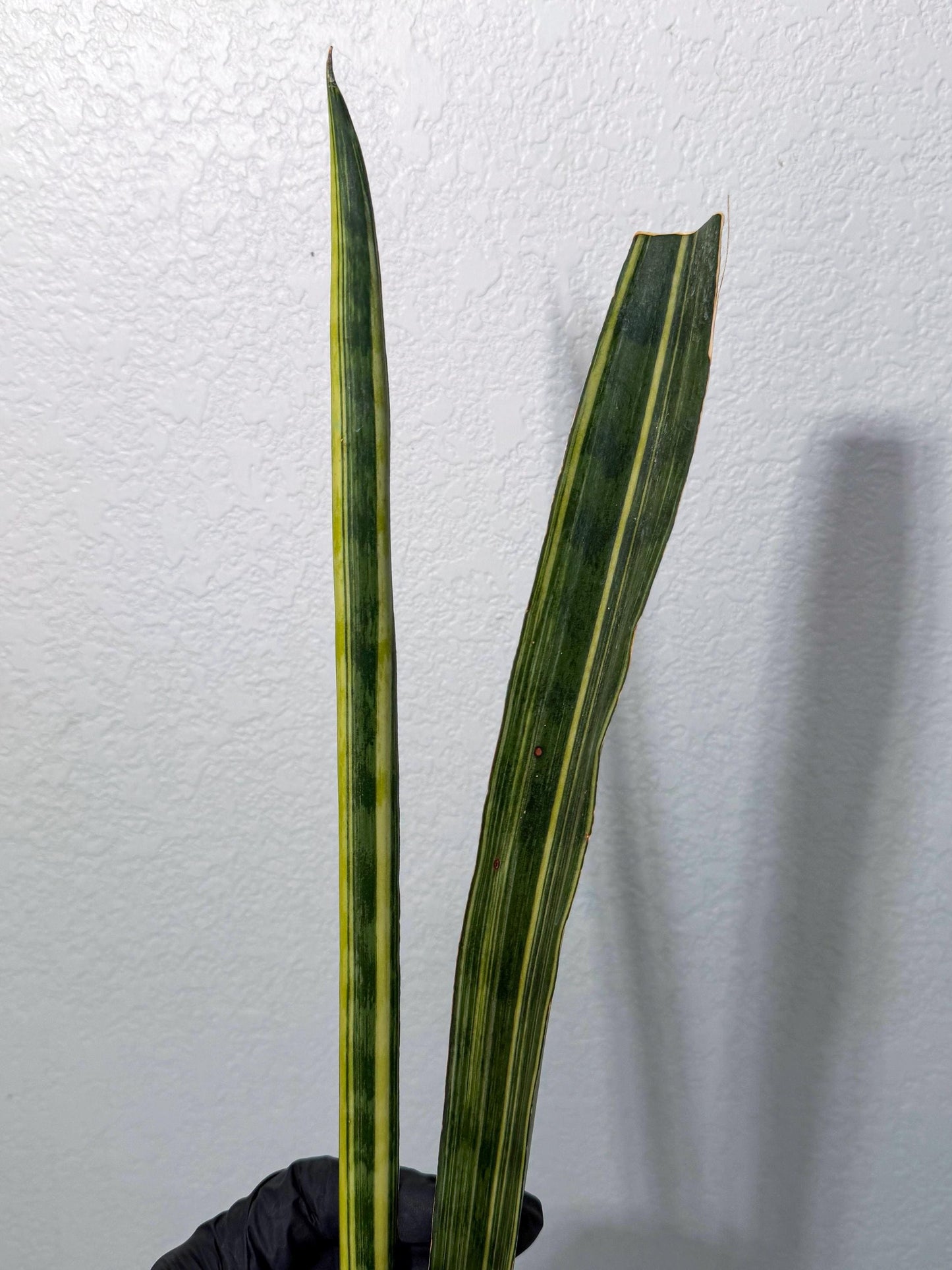 Sansevieria Trifasciata Parva Stick Var (p) | sale