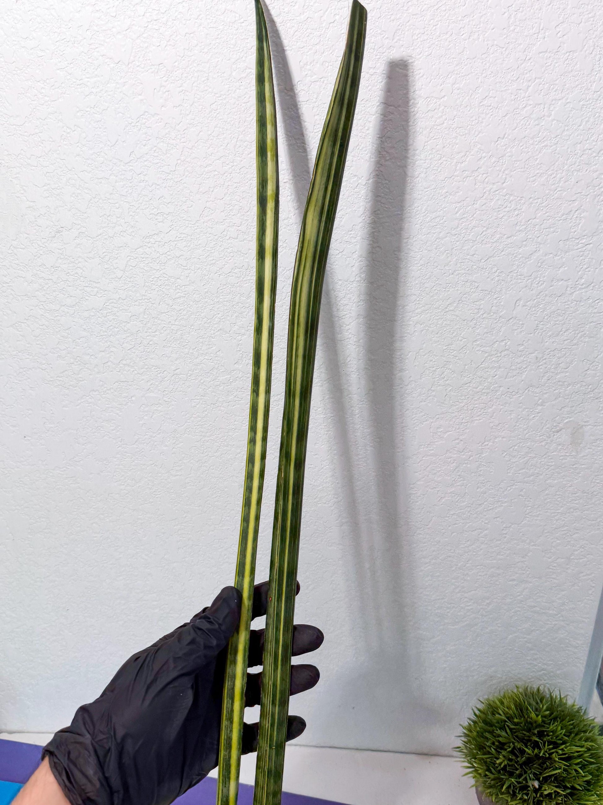 Sansevieria Trifasciata Parva Stick Var (p) | sale