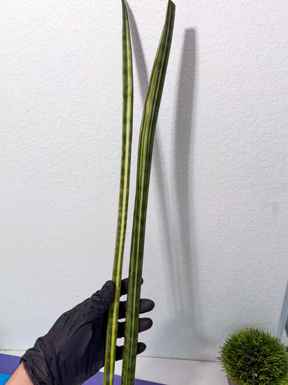 Sansevieria Trifasciata Parva Stick Var (p) | sale