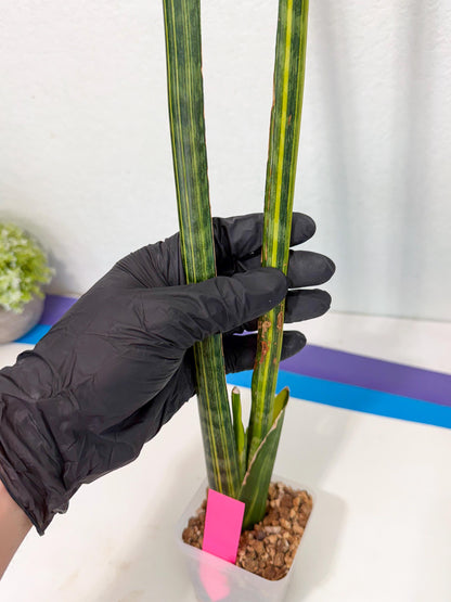 Sansevieria Trifasciata Parva Stick Var (p) | sale