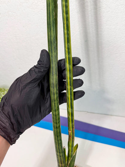 Sansevieria Trifasciata Parva Stick Var (p) | sale