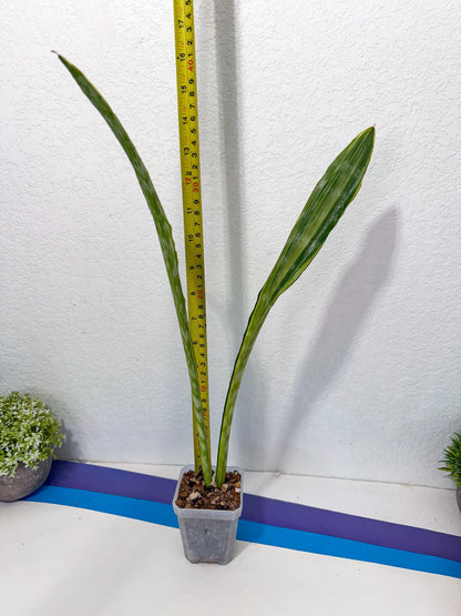 Sansevieria Metalica Yellow (2) | Rare Hybrid Snake plant