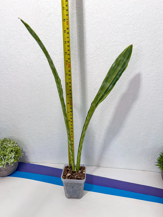 Sansevieria Metalica Yellow (2) | Rare Hybrid Snake plant