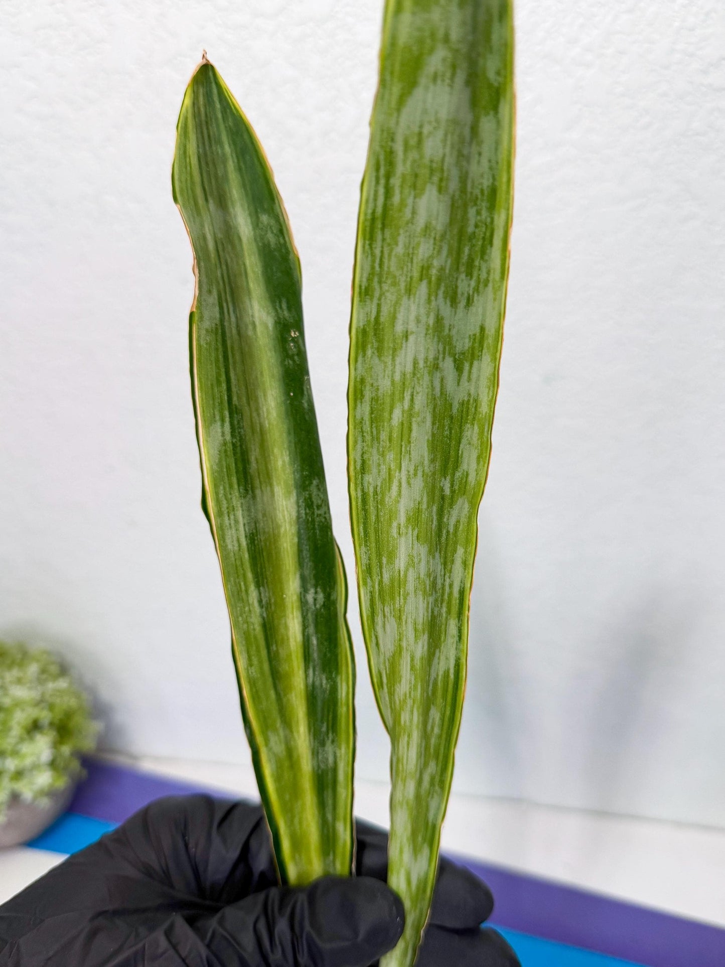 Sansevieria Metalica Yellow (2) | Rare Hybrid Snake plant