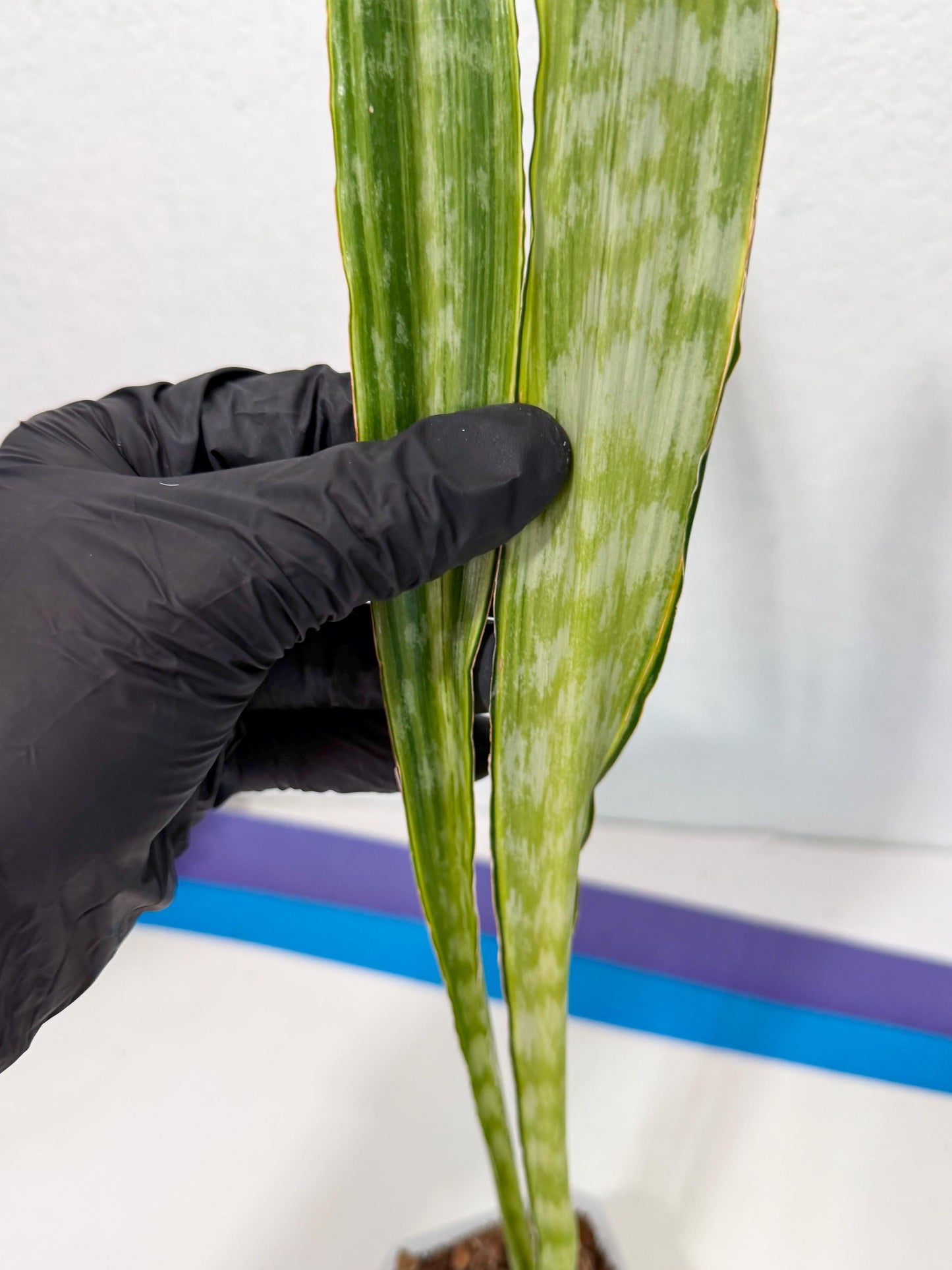 Sansevieria Metalica Yellow (2) | Rare Hybrid Snake plant