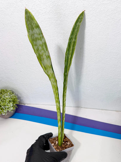 Sansevieria Metalica Yellow (2) | Rare Hybrid Snake plant