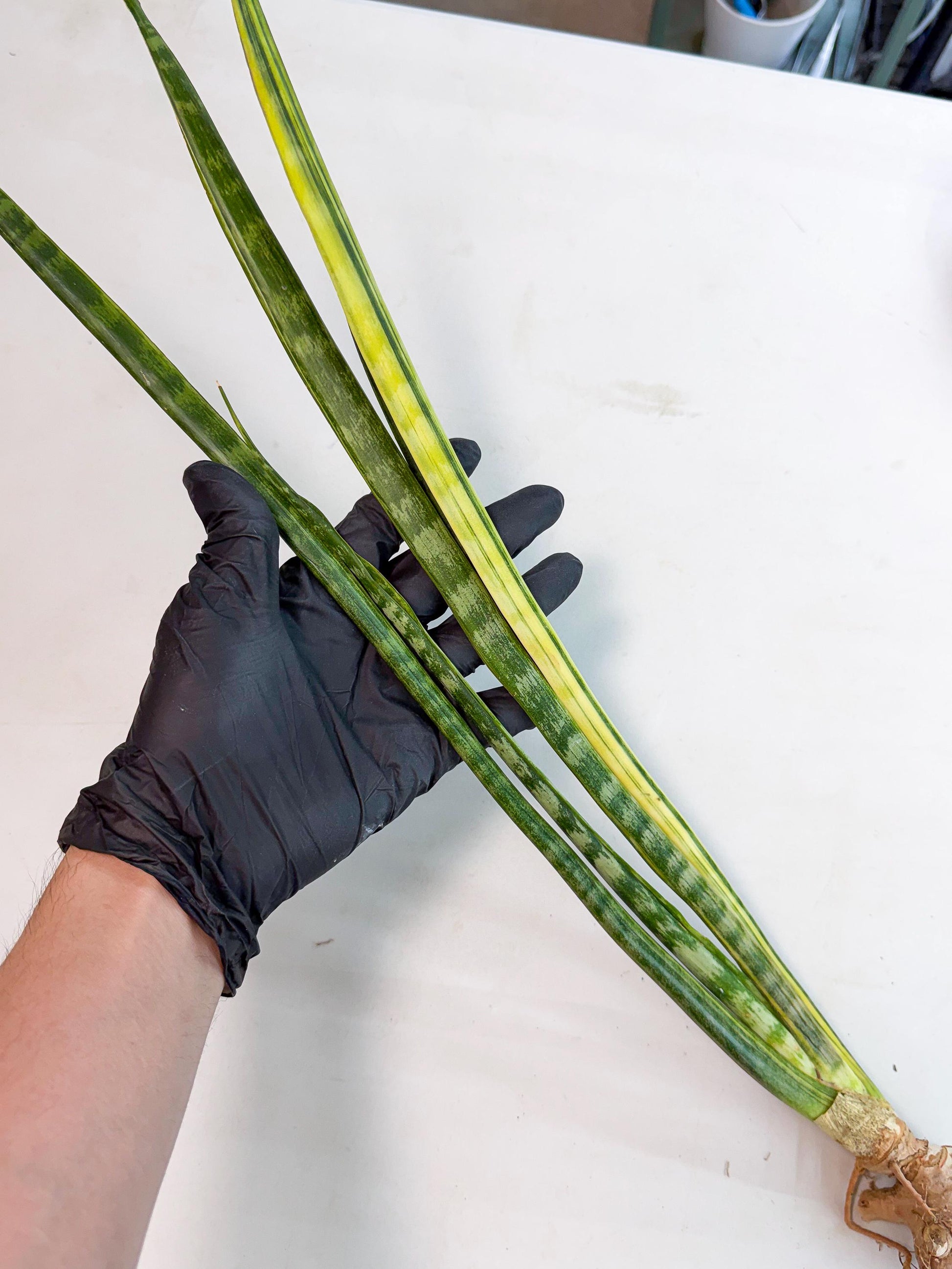 Sansevieria Parva Var (4) | Rare Hybrid Snake plant
