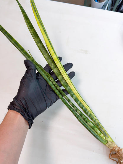 Sansevieria Parva Var (4) | Rare Hybrid Snake plant