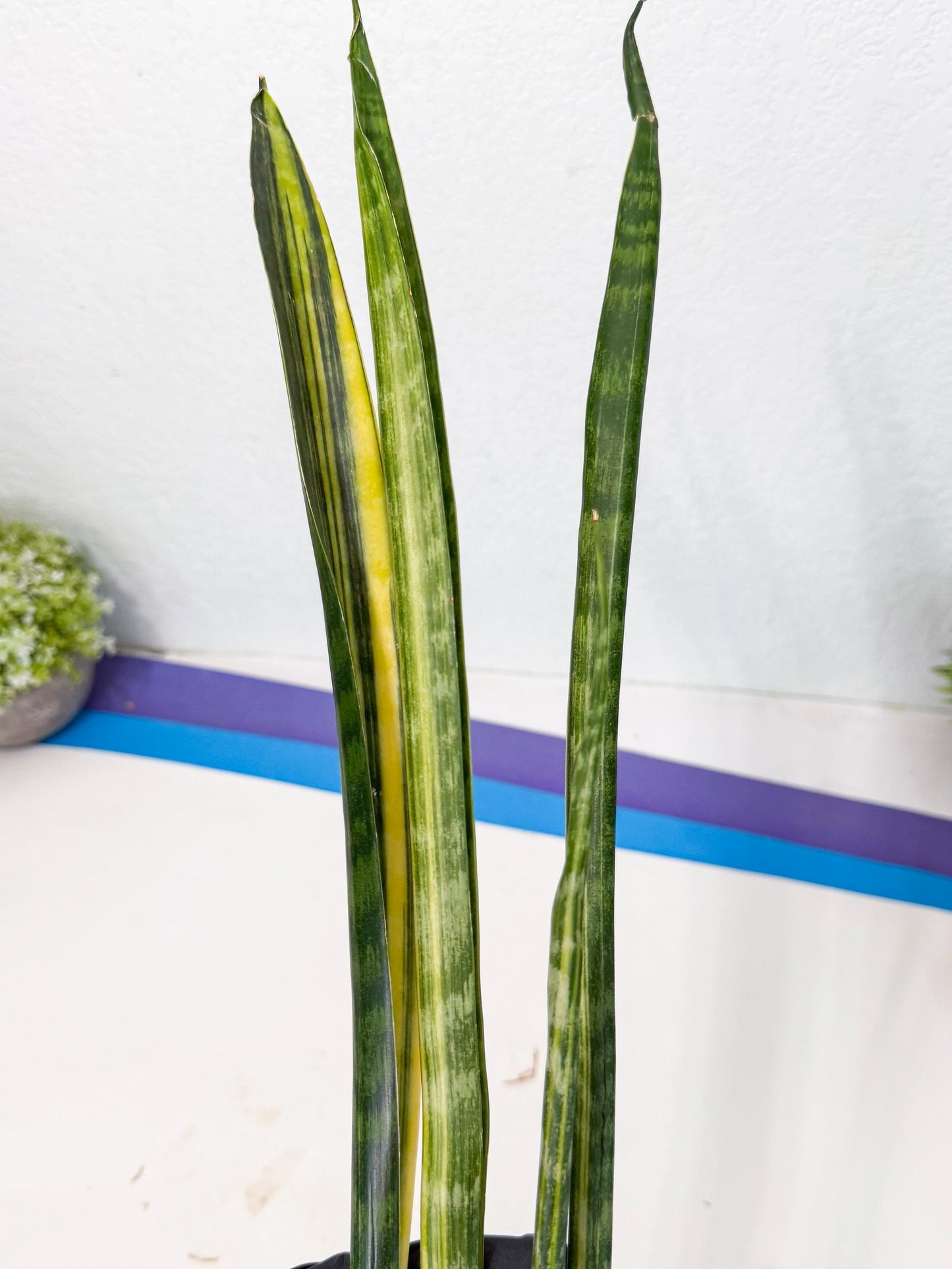Sansevieria Parva Var (4) | Rare Hybrid Snake plant