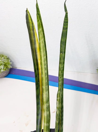 Sansevieria Parva Var (4) | Rare Hybrid Snake plant