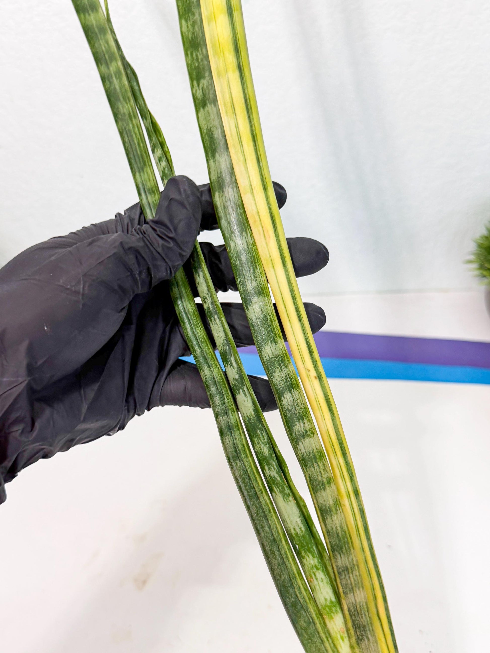 Sansevieria Parva Var (4) | Rare Hybrid Snake plant