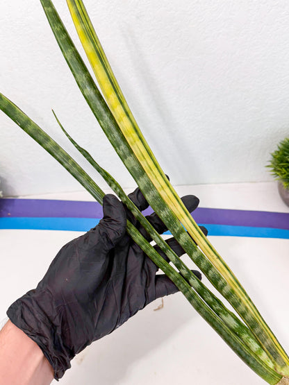 Sansevieria Parva Var (4) | Rare Hybrid Snake plant