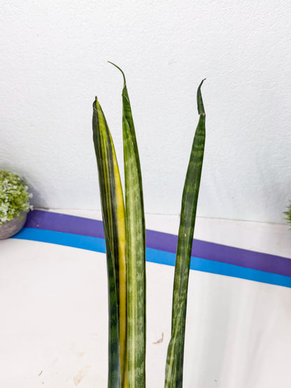 Sansevieria Parva Var (4) | Rare Hybrid Snake plant