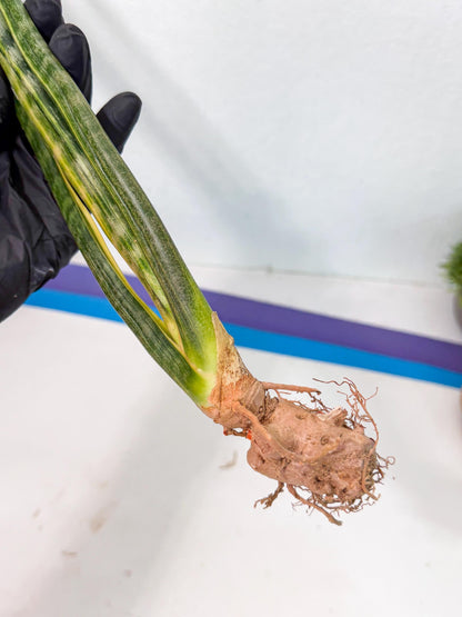 Sansevieria Parva Var (4) | Rare Hybrid Snake plant